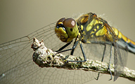 Black Darter (Female, Sympetrum danae)